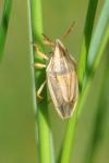 Aelia acuminata