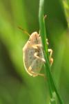 Aelia acuminata