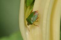 Palomena prasina