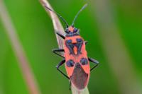 Corizus hyoscyami