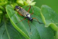 Miris striatus