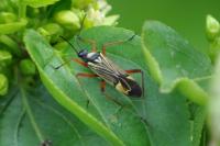 Miris striatus