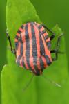 Graphosoma italicum