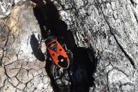 Melanocoryphus albomaculatus