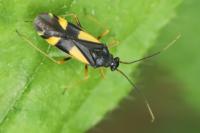 Dryophilocoris flavoquadrimaculatus