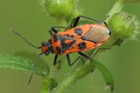 Corizus hyoscyami