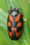 Cercopis vulnerata
