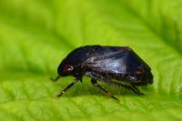 Penthimia nigra