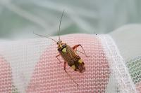 Rhabdomiris striatellus