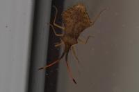 Syromastus rhombeus