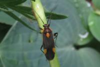 Capsodes flavomarginatus