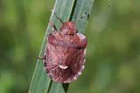 Dyroderes umbraculatus