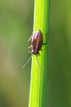Horistus orientalis