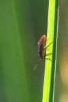 Horistus orientalis