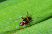 Closterotomus fulvomaculatus