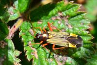 Miris striatus