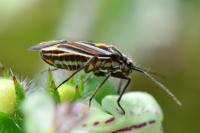 Horistus orientalis