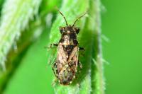 Heterogaster urticae