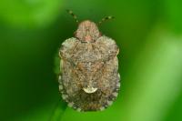 Dyroderes umbraculatus