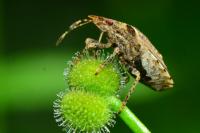 Dyroderes umbraculatus