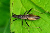 Micrelytra fossularum