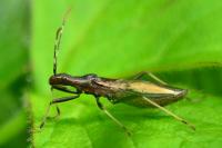 Micrelytra fossularum