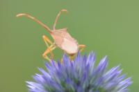 Gonocerus acuteangulatus
