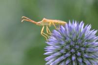 Gonocerus acuteangulatus