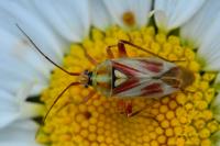 Calocoris roseomaculatus
