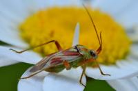 Calocoris roseomaculatus