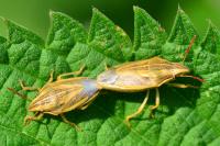 Aelia acuminata