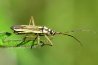 Leptopterna dolabrata