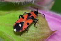 Horvathiolus superbus