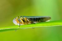 Cicadella viridis