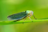 Cicadella viridis