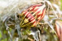 Odontotarsus purpureolineatus