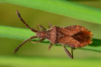 Coriomeris denticulatus