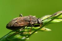 Peritrechus gracilicornis