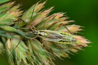 Leptopterna dolabrata