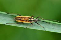 Leptopterna dolabrata