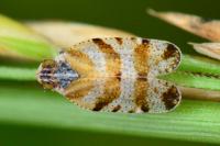 Tachycixius venustulus