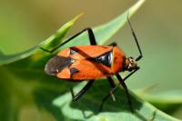 Brachycoleus triangularis