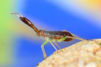 Heterotoma planicornis