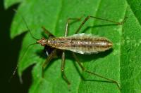 Nabis limbatus