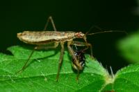 Nabis limbatus