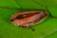 Philaenus spumarius