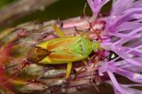 Closterotomus norwegicus