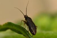 Plagiognathus arbustorum