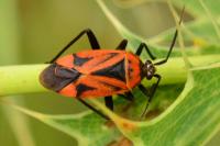 Brachycoleus triangularis