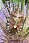 Dolycoris baccarum